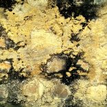 Mold Removal Alexandria VA Experts Can Effectively Remove Dangerous Fungus