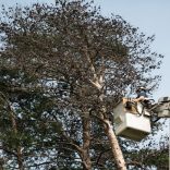 Finding an Arborist in the Fountain Inn, SC area