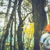 3 Reasons to Call a Tree Maintenance Company in Fort Myers, FL, Immediately